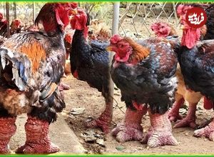 (ویدئو) فرآیند پرورش هزاران مرغ پاگنده و محلی توسط کشاورزان شرق آسیایی