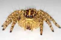 چرا عنکبوت‌ها هشت چشم دارند؟