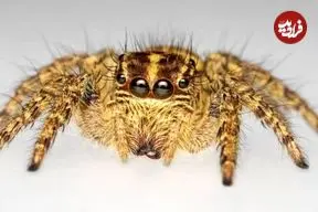 چرا عنکبوت‌ها هشت چشم دارند؟