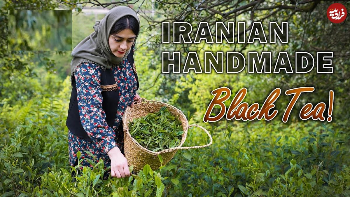 ببینید؛ غذای روستایی در ایران؛ برداشت برگ چای از مزرعه و فرآوری و دم کردن آن