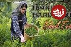 ببینید؛ غذای روستایی در ایران؛ برداشت برگ چای از مزرعه و فرآوری و دم کردن آن