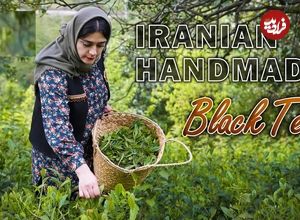ببینید؛ غذای روستایی در ایران؛ برداشت برگ چای از مزرعه و فرآوری و دم کردن آن