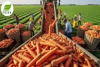 ببینید| چگونه صدها تن هویج در مزارع آمریکا برداشت و فرآوری می شود؟