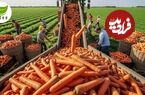ببینید| چگونه صدها تن هویج در مزارع آمریکا برداشت و فرآوری می شود؟