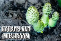(ویدئو) نمای نزدیک از فرآیند دیدنی رشد قارچ چتری گلدانی 
