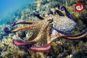 اختاپوس‌ها باهوش‌تر از انسان هستند؟! آن‌ها به‌ جای دست، مغز دارند/ رمزگشایی از معمای چند میلیون‌ ساله مغز نابغه منزوی اعماق دریا