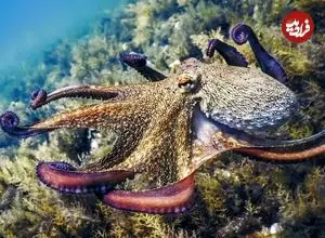 اختاپوس‌ها باهوش‌تر از انسان هستند؟! آن‌ها به‌ جای دست، مغز دارند/ رمزگشایی از معمای چند میلیون‌ ساله مغز نابغه منزوی اعماق دریا