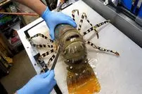 ببینید| غذای خیابانی در ژاپن؛ تهیه دو نوع غذا با میگو غول پیکر و سوشی با ماهی تن در اوکیناوا