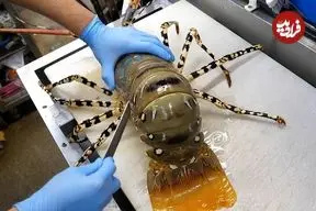 ببینید| غذای خیابانی در ژاپن؛ تهیه دو نوع غذا با میگو غول پیکر و سوشی با ماهی تن در اوکیناوا