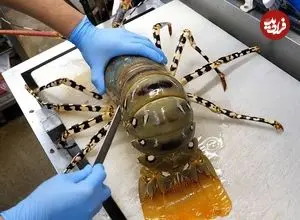 ببینید| غذای خیابانی در ژاپن؛ تهیه دو نوع غذا با میگو غول پیکر و سوشی با ماهی تن در اوکیناوا