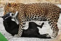 (ویدئو) لحظه ترسناک حمله پلنگ به سگ در شهر سی‌سخت مقابل چشم یک شهروند