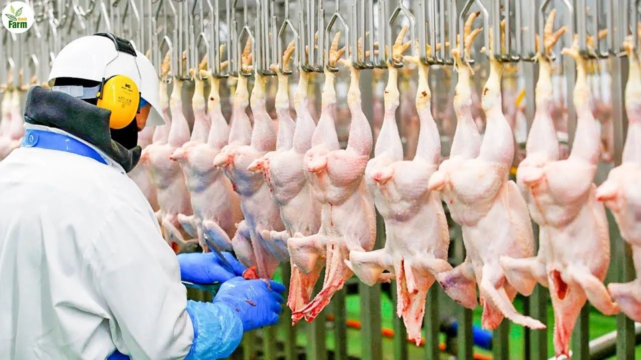 (ویدئو) کارخانه ها چگونه 2 میلیون مرغ را سلاخی و بسته بندی می کنند؟