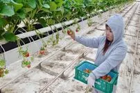 (ویدئو) ببینید کُره ای ها چگونه در گلخانه «توت فرنگی» کشت و برداشت می کنند