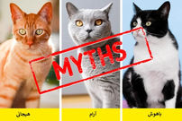تصاویر؛ ۱۲ باور رایج درباره گربه‌ها که کاملاً نادرست هستند