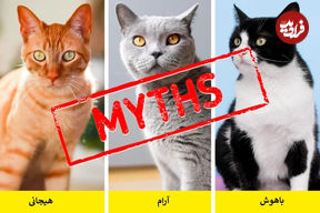 تصاویر؛ ۱۲ باور رایج درباره گربه‌ها که کاملاً نادرست هستند