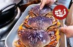 ببینید| غذای خیابانی در آمریکا؛ تهیه خوراک خرچنگ ژاپنی در نیویورک