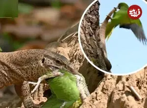 ببینید| شکار بچه طوطی نگون‌بخت توسط بزمجه