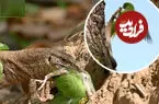 ببینید| شکار بچه طوطی نگون‌بخت توسط بزمجه
