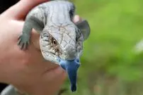 حیرت‌انگیزترین «زبان‌ها» در دنیای جانوران