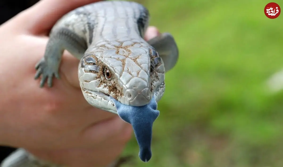حیرت‌انگیزترین «زبان‌ها» در دنیای جانوران