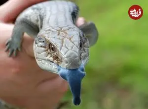 حیرت‌انگیزترین «زبان‌ها» در دنیای جانوران