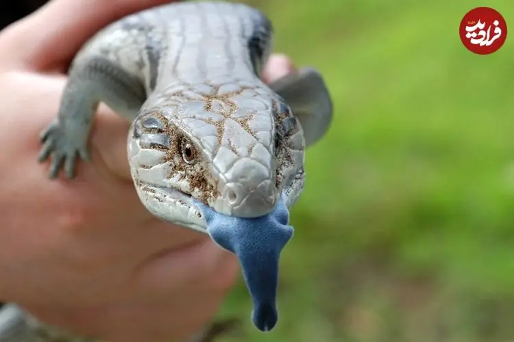 حیرت‌انگیزترین «زبان‌ها» در دنیای جانوران