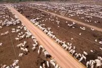 (ویدئو) ببینید استرالیایی‌ها چگونه 24.7 میلیون گاو را با موسیقی پرورش می دهند