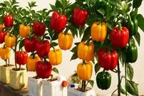 ببینید| چگونه در بطری های پلاستیکی و در خانه فلفل دلمه ای رنگی پرورش دهیم؟