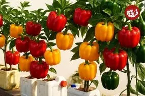 ببینید| چگونه در بطری های پلاستیکی و در خانه فلفل دلمه ای رنگی پرورش دهیم؟