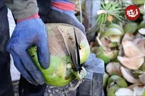 ببینید| مراحل برداشت، برش، فرآوری و بسته بندی نارگیل در تایلند