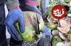 ببینید| مراحل برداشت، برش، فرآوری و بسته بندی نارگیل در تایلند
