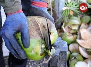 ببینید| مراحل برداشت، برش، فرآوری و بسته بندی نارگیل در تایلند