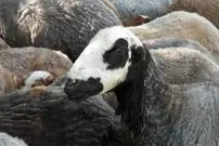 دانستنی‌هایی جالب درباره «گوسفند»