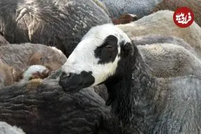 دانستنی‌هایی جالب درباره «گوسفند»