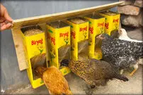 (ویدئو) یک ایده جالب برای ساخت دانخوری مرغ با استفاده از قوطی حلبی روغن 