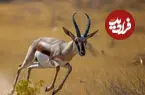 تصاویر| آهوی گواتردار؛ گنجینه کم‌نظیر حیات‌وحش ایران