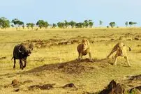 گاومیش غول‌پیکر شاخش را سپر شیرها می‌کند
