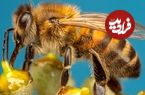 طراحی «زنبورهای سایبورگ» کنترل‌شونده در چین برای انجام عملیات‌های سری