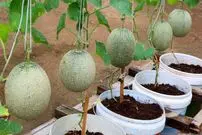 ببینید| یک روش ساده برای پرورش طالبی در سطل پلاستیکی و در خانه