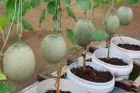 ببینید| یک روش ساده برای پرورش طالبی در سطل پلاستیکی و در خانه