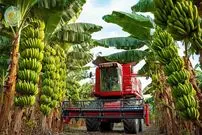 ببینید| فرآیند دیدنی کاشت، برداشت و فرآوری هزاران تن موز در تایلند