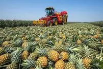 ببینید| چگونه کشاورزان تایلندی میلیون ها آناناس را برداشت و فرآوری می کنند؟