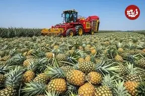 ببینید| چگونه کشاورزان تایلندی میلیون ها آناناس را برداشت و فرآوری می کنند؟