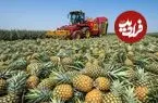 ببینید| چگونه کشاورزان تایلندی میلیون ها آناناس را برداشت و فرآوری می کنند؟