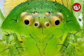 تصاویر| مشاهده عنکبوت خرچنگی در دمای منفی ۹ درجه؛ شگفتی بقا در آغاز سال ۲۰۲۶ / شکار بدون تار!