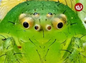 تصاویر| مشاهده عنکبوت خرچنگی در دمای منفی ۹ درجه؛ شگفتی بقا در آغاز سال ۲۰۲۶ / شکار بدون تار!