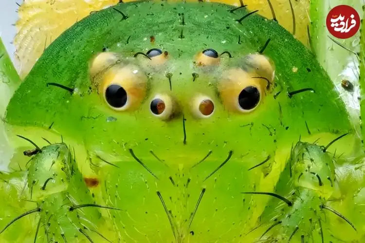 تصاویر| مشاهده عنکبوت خرچنگی در دمای منفی ۹ درجه؛ شگفتی بقا در آغاز سال ۲۰۲۶ / شکار بدون تار!