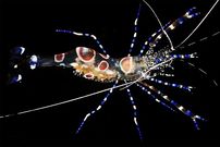 ببینید| 10 گونه از زیباترین میگوهای کشف شده در جهان