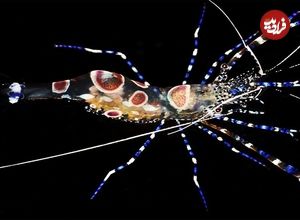 ببینید| 10 گونه از زیباترین میگوهای کشف شده در جهان