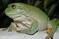 صحنه استثنایی بیرون زدن سر مار از گلوی قورباغه!